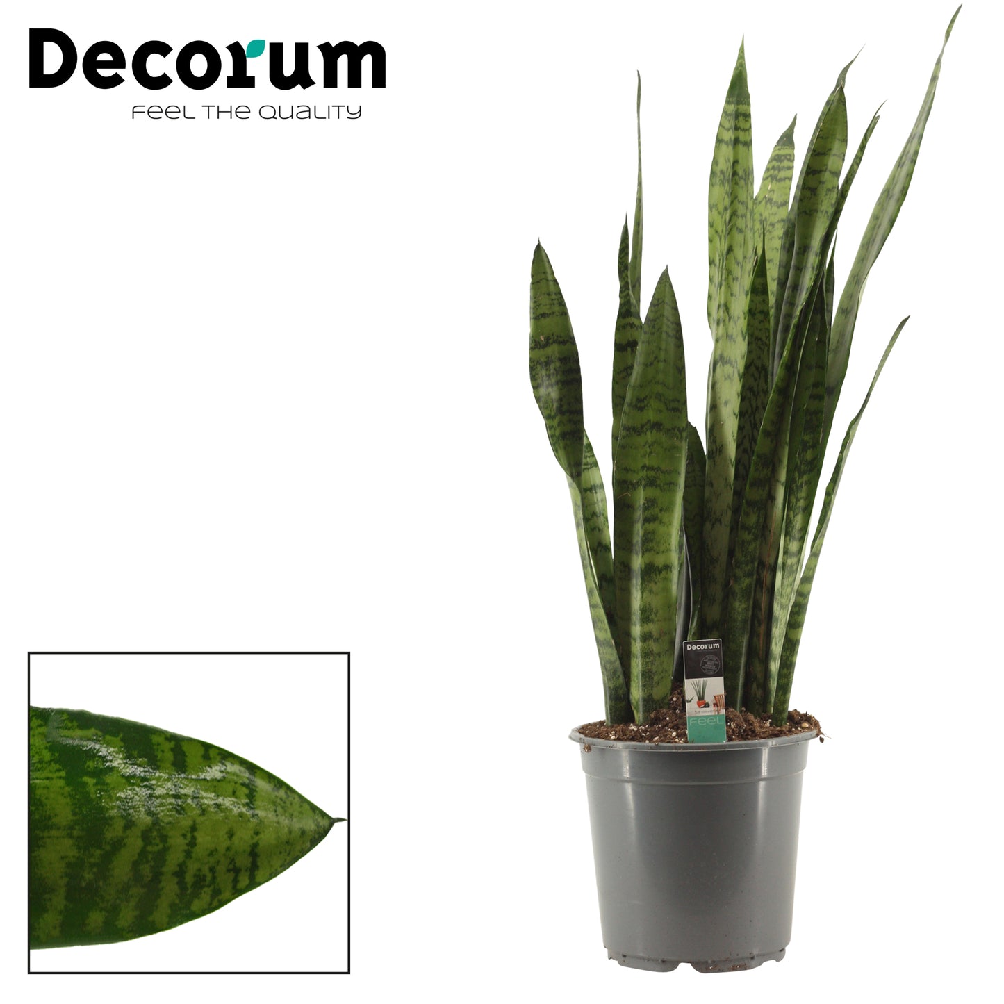 Sansevieria Zeylanica 70cm 21cm Pot