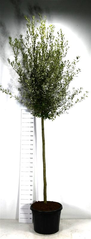 Quercus ilex 400cm 60cm Pot