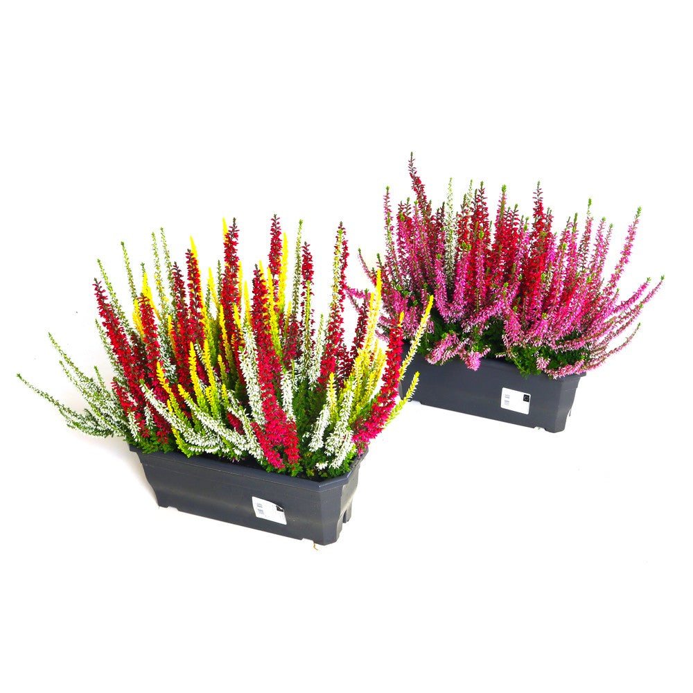 Calluna Beauty Ladies mix 25cm 30cm Pot