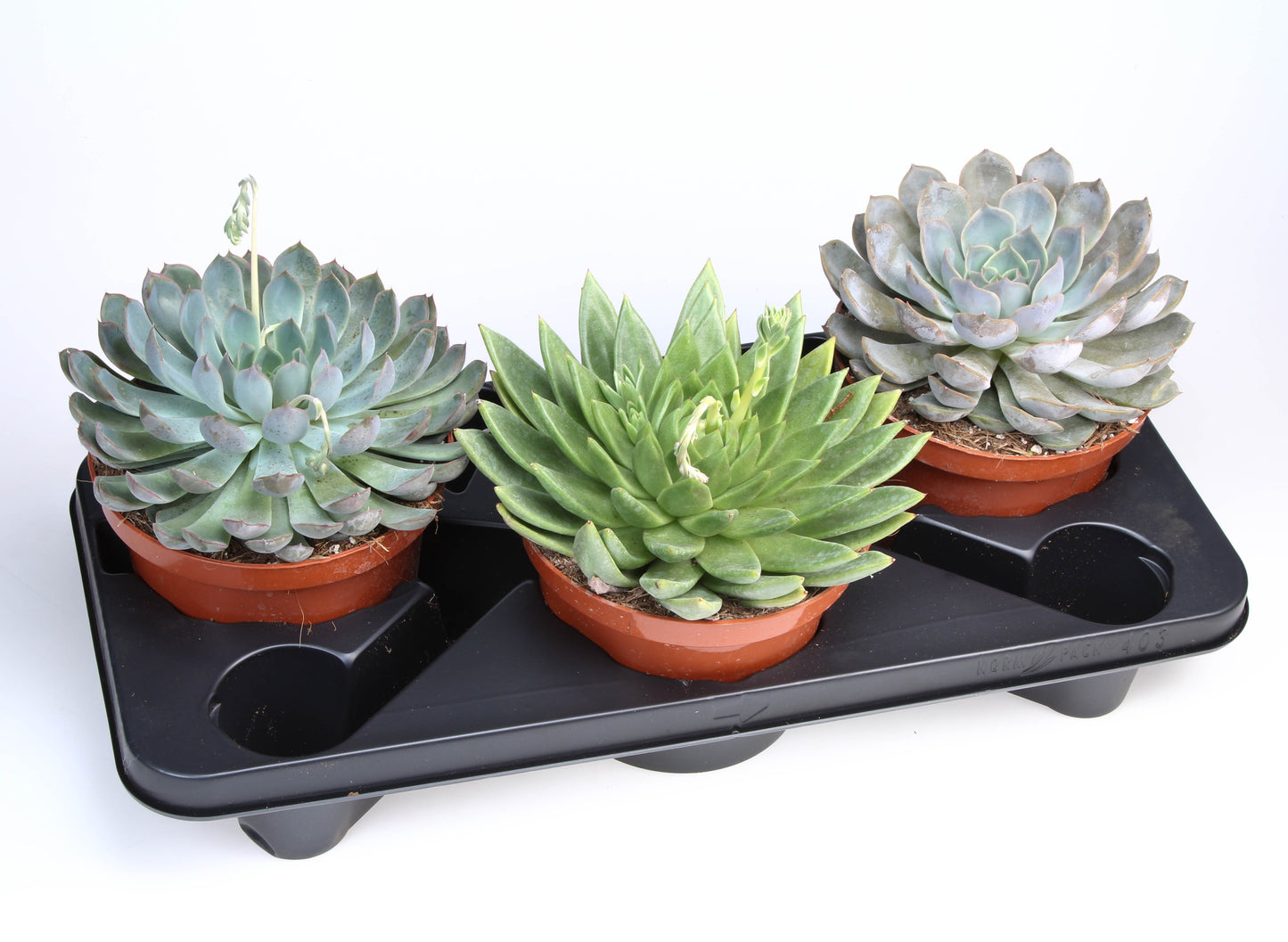 Succulenten mix 25cm 17cm Pot
