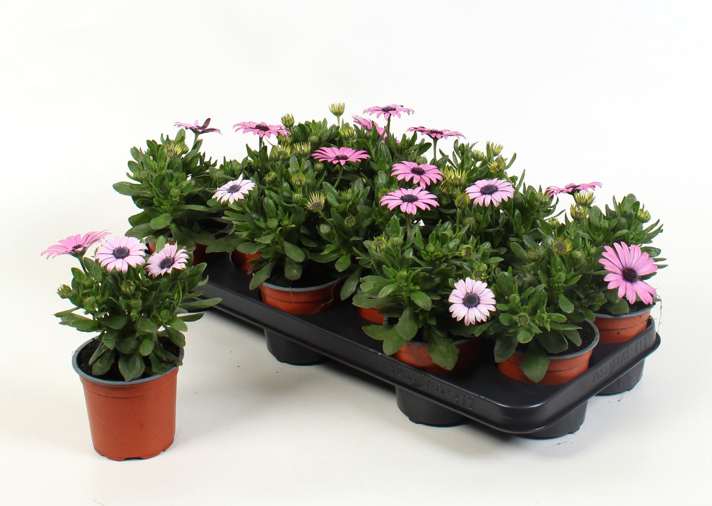 Osteospermum Flowerpower Red Zebra 17cm 510cm Pot