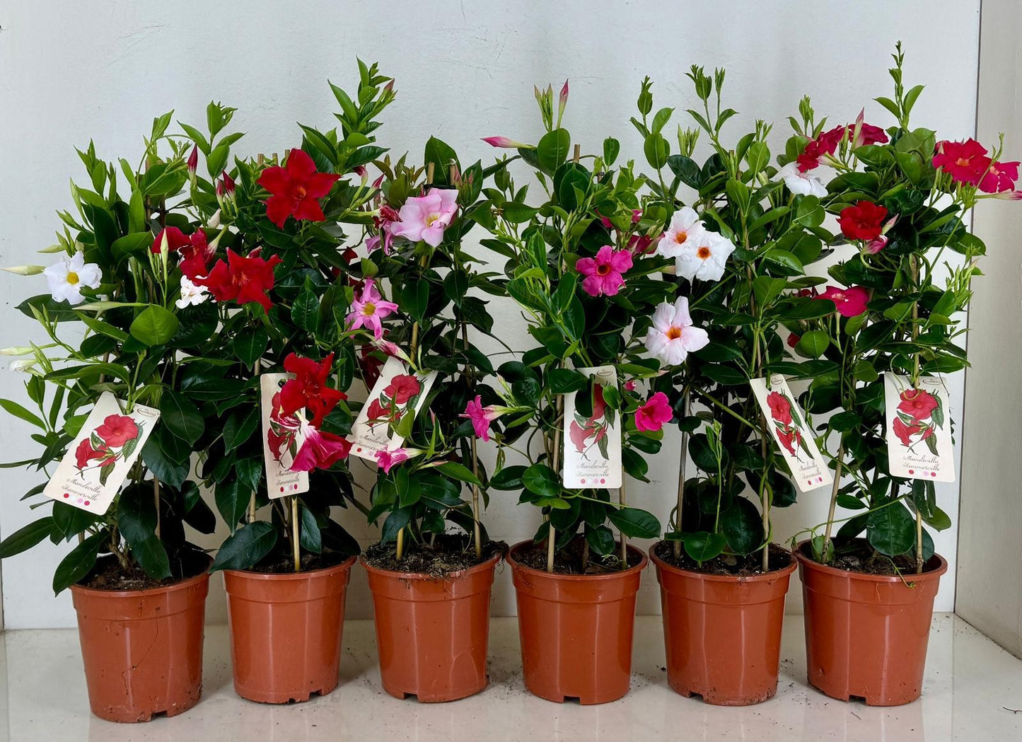 Mandevilla Rio mix 70cm 19cm Pot