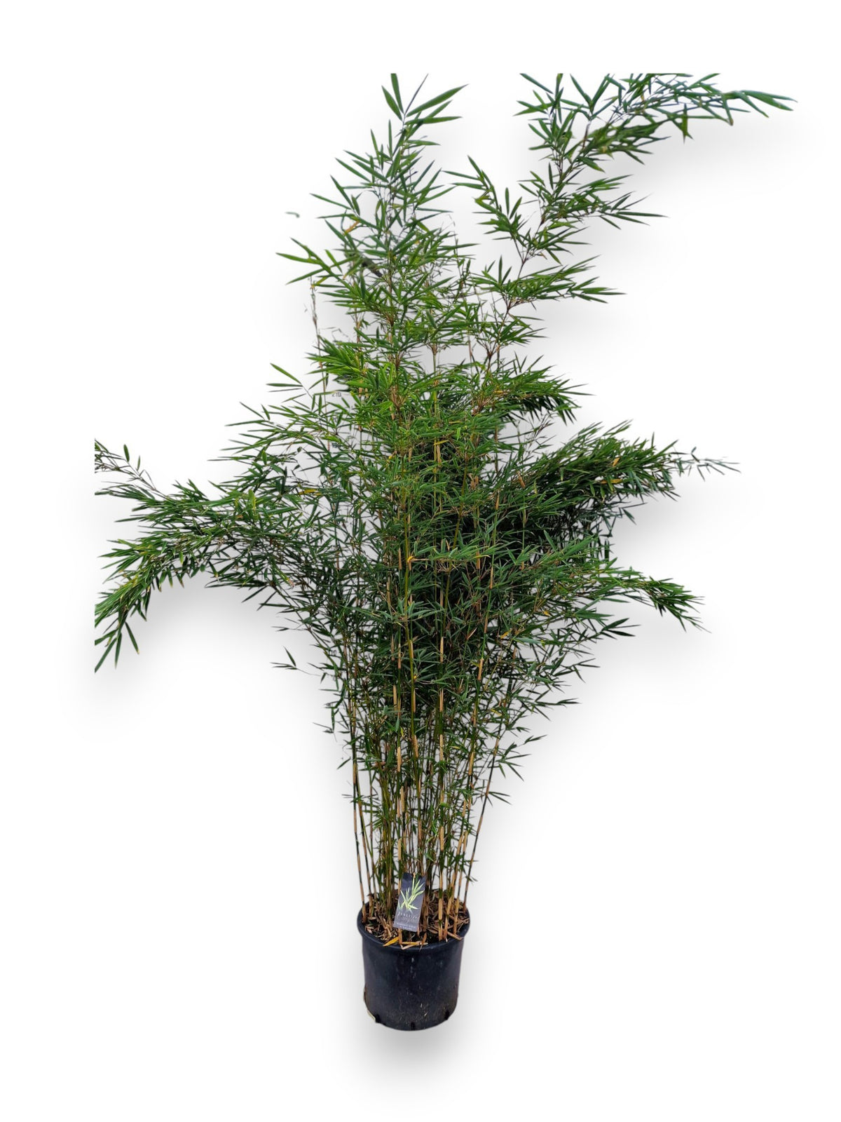 Fargesia robusta Campbell 220cm 40cm Pot