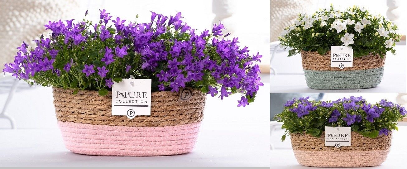Have BV. Gebr. ten Campanula Hybrid Pack of 3