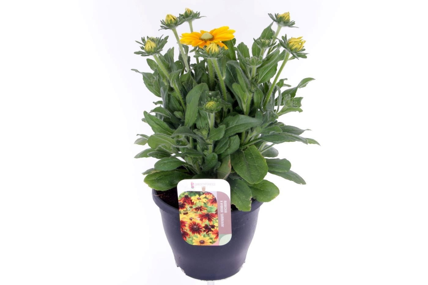 Rudbeckia Sunbeckia Ophelia 50cm 23cm Pot