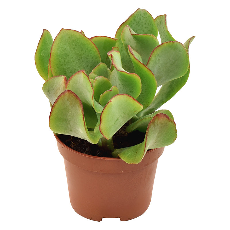 Crassula undilatifolia 11cm 6cm Pot