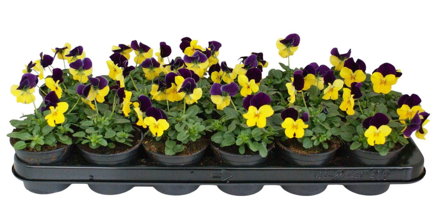 Zuidbaak Honselersdijk Viola corn. geel paarse vlag Pack of 18