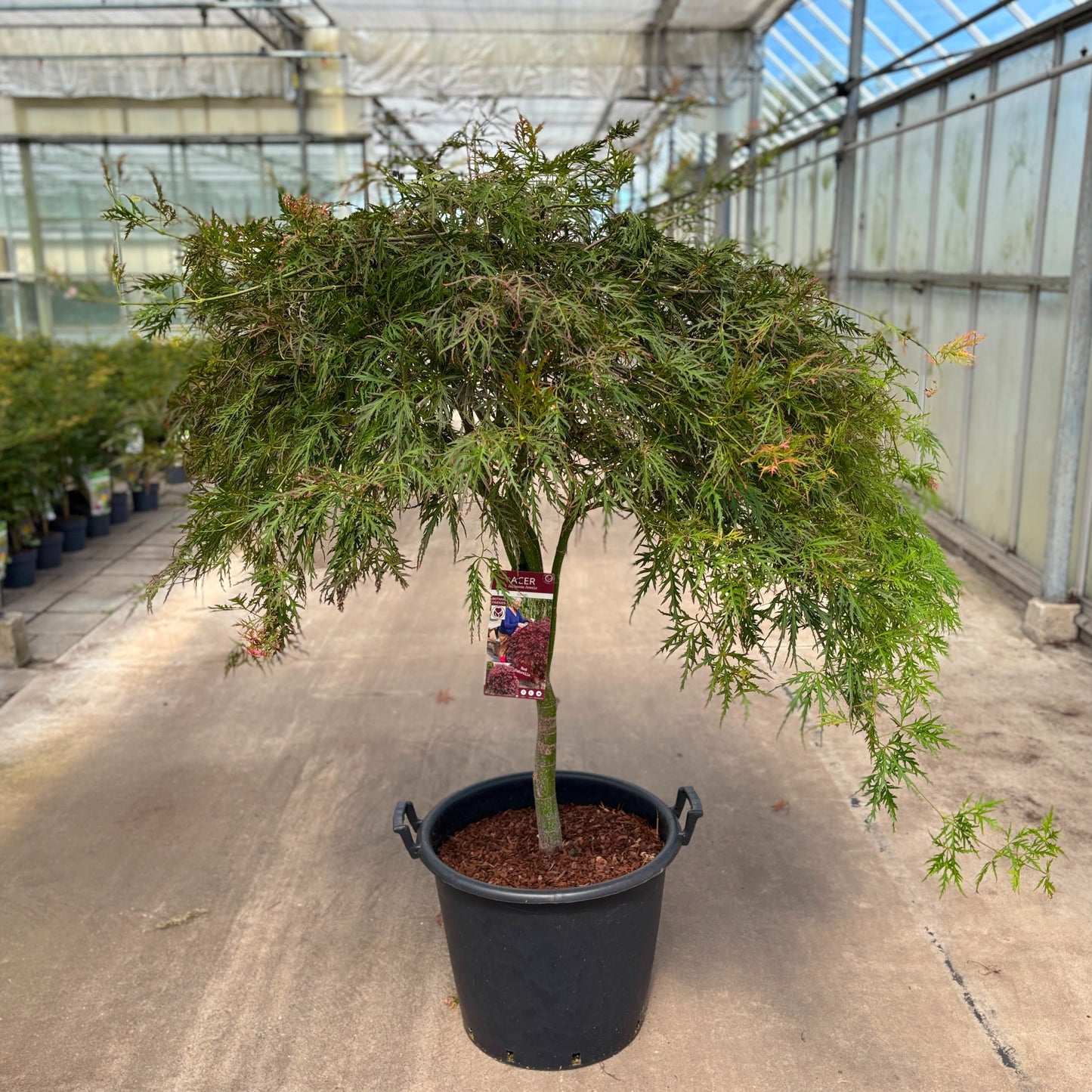 Acer Garnet 150cm 50cm Pot