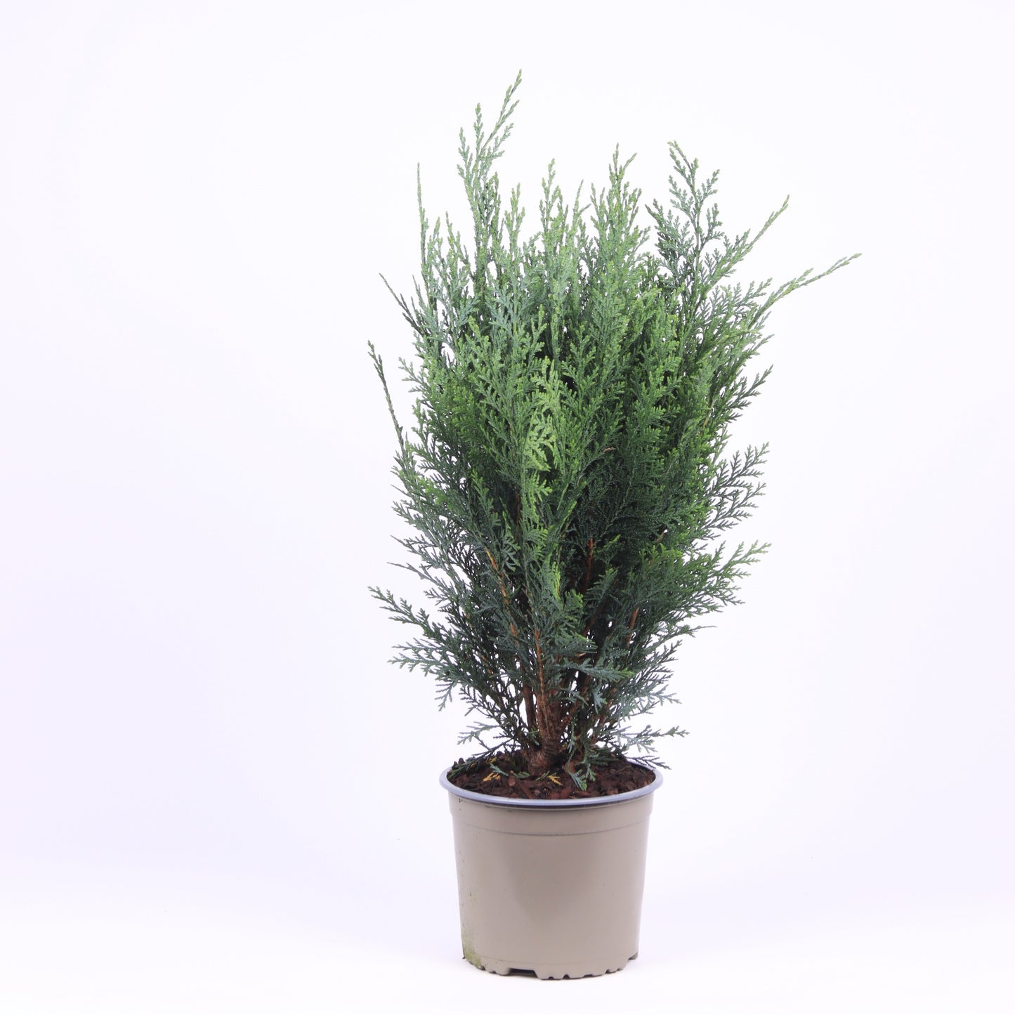 Chamaecyparis Pelt's Blue 50cm 17cm Pot