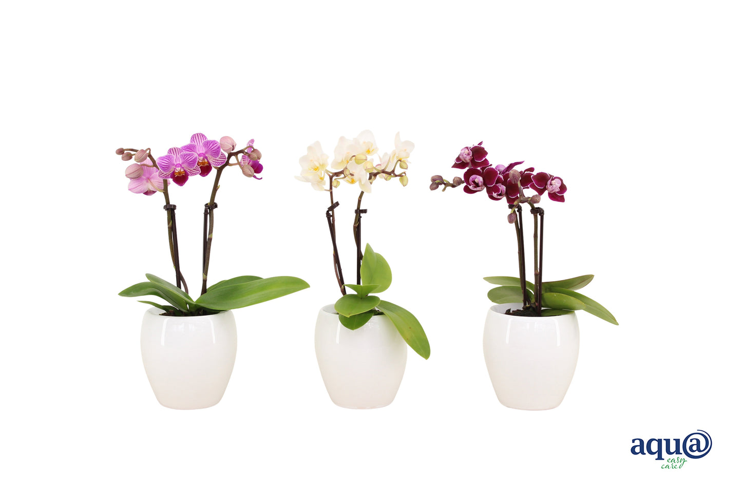 Phalaenopsis hybrid 17cm 6cm Pot