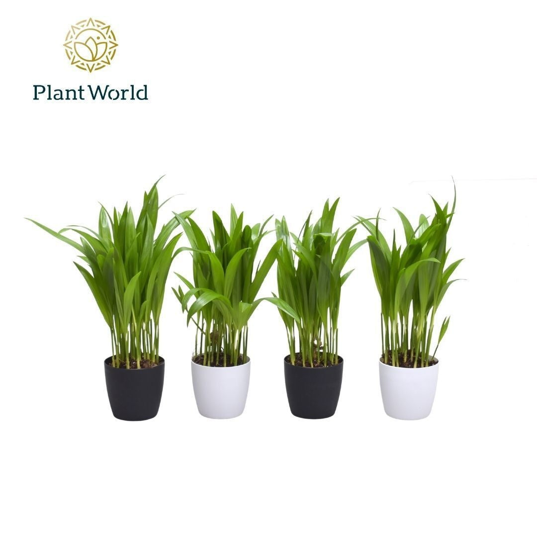 Dypsis lutescens 35cm 7cm Pot