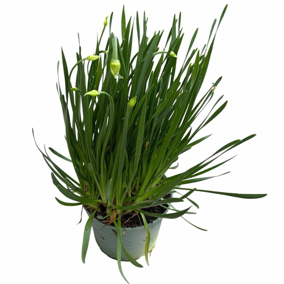 Allium millefolium 40cm 19cm Pot