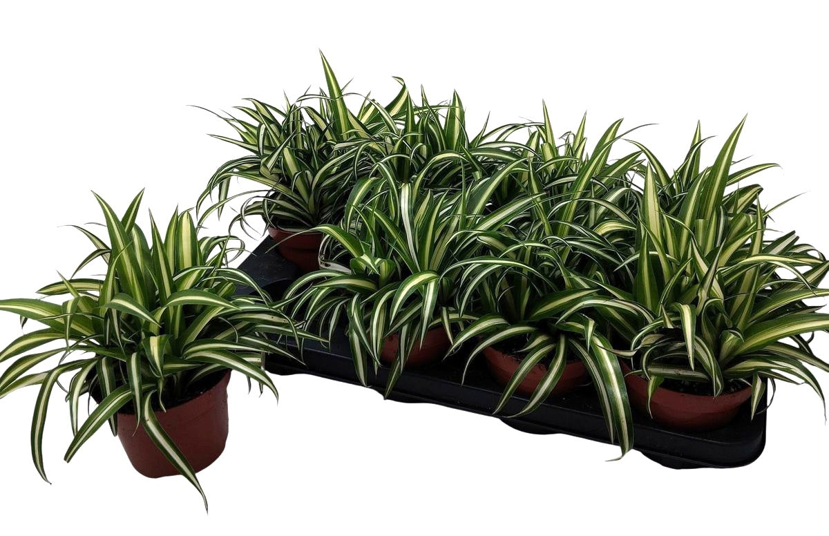 Chlorophytum Variegated 25cm 13cm Pot