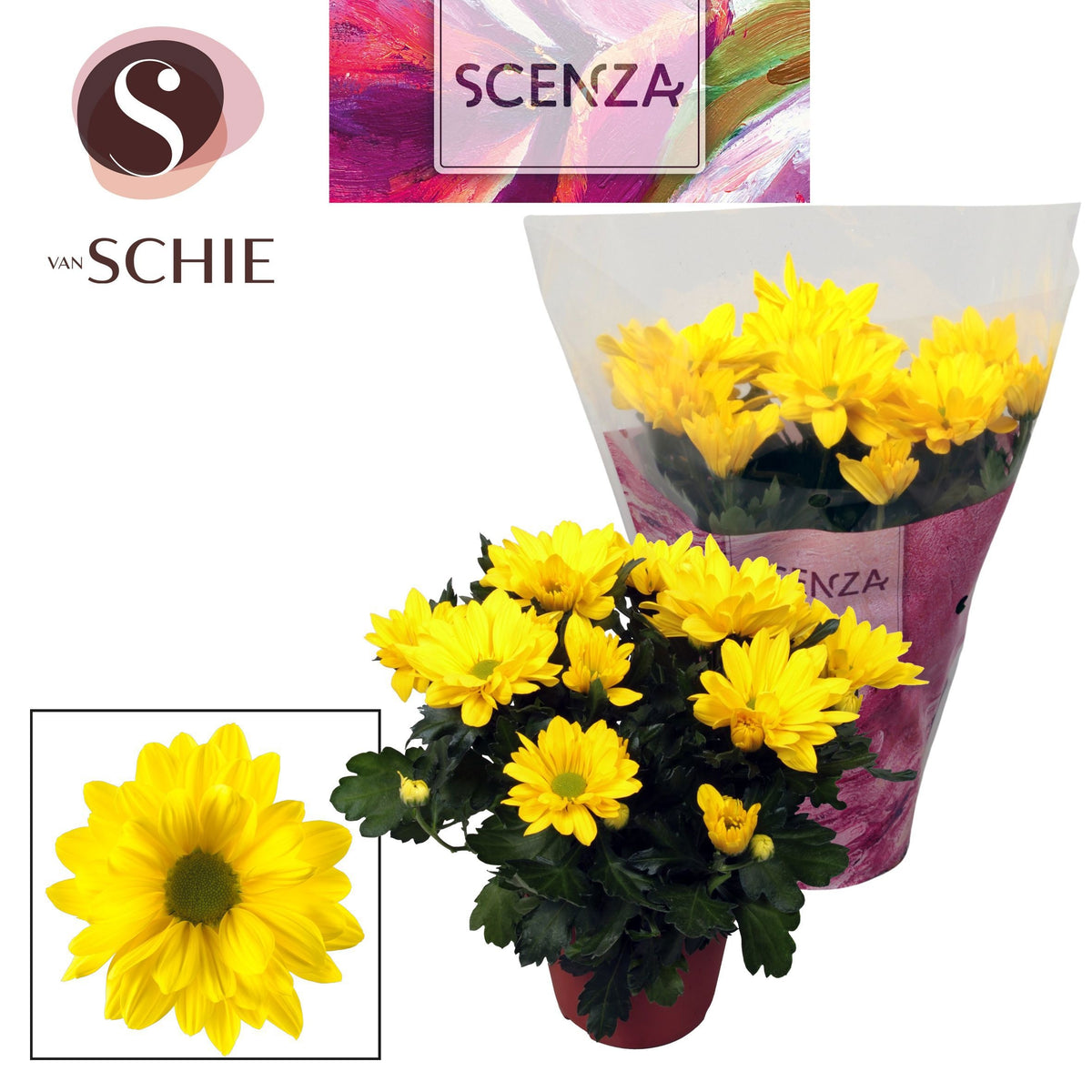 Chrysanthemum Breeze Sol 25cm 13cm Pot