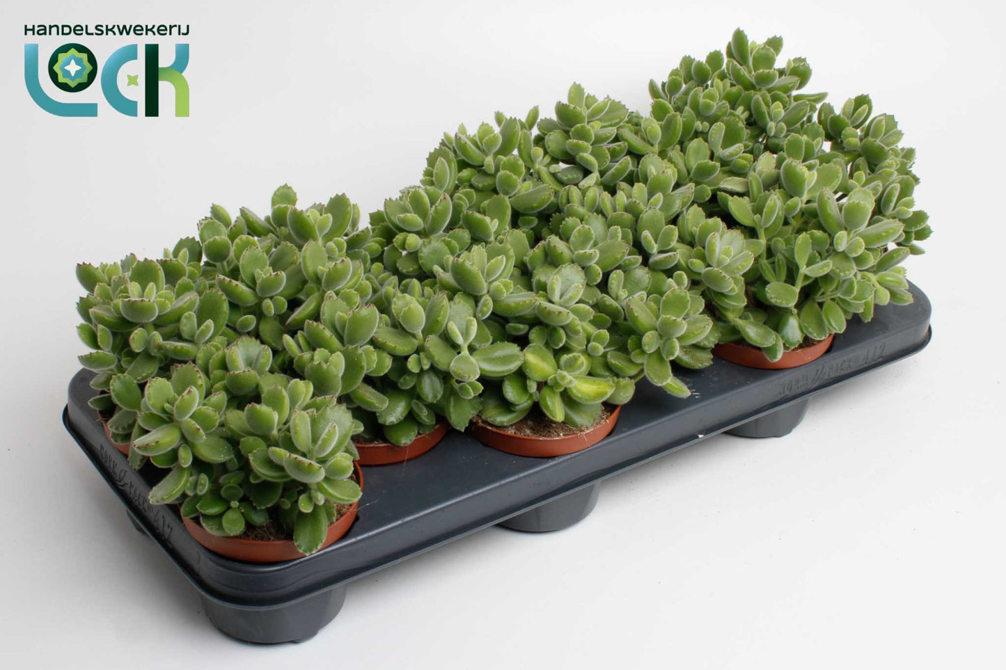 Lock, Handelskwekerij Cotyledon ladysmithiensis Pack of 12