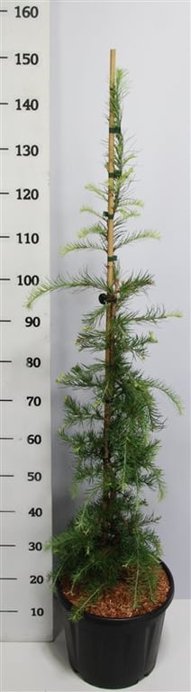 Larix Stiff Weeper 150cm 32cm Pot