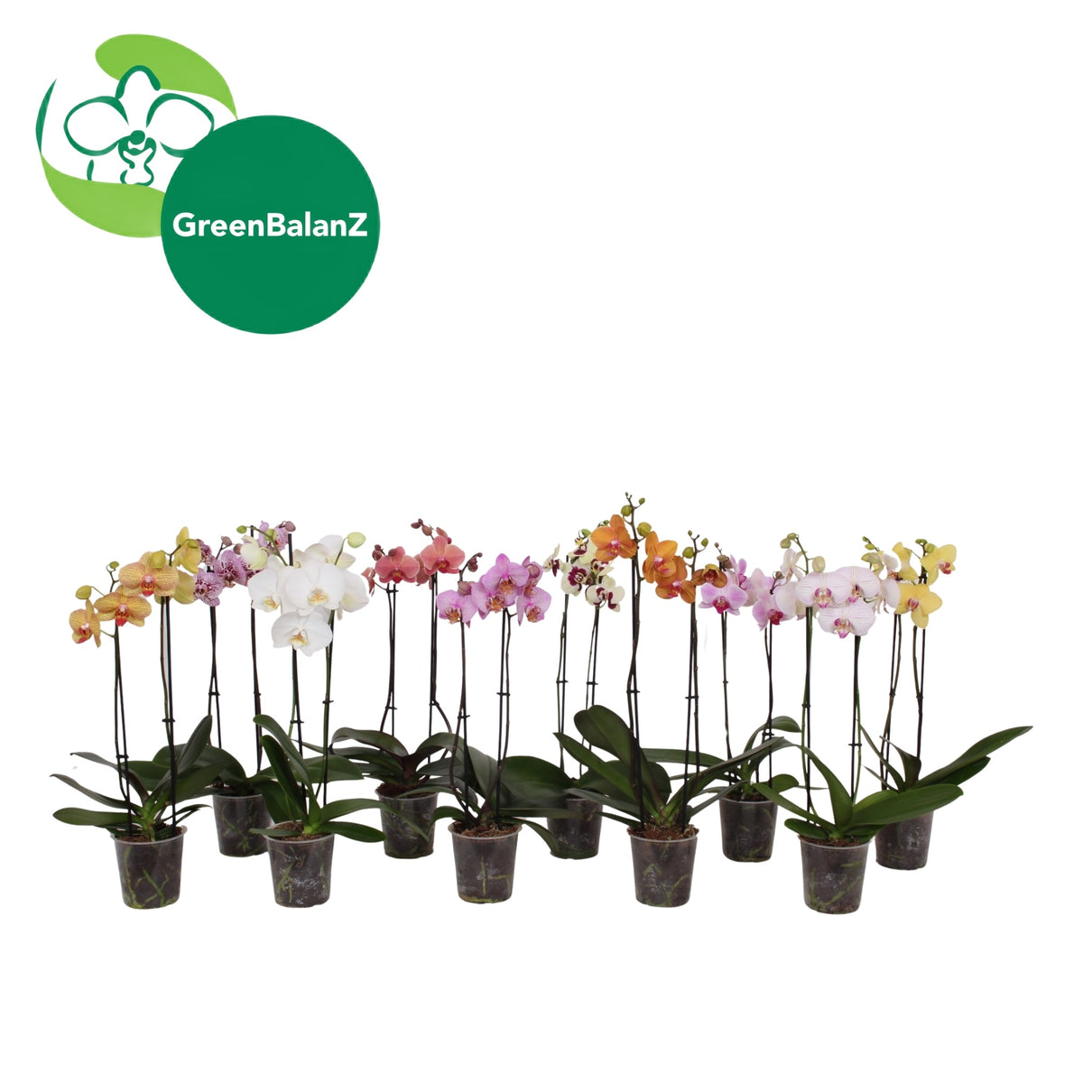 Phalaenopsis mix 55cm 12cm Pot