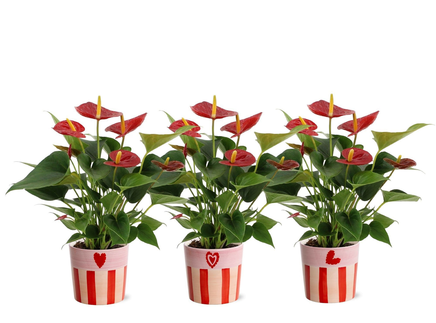 Anthurium Diamond Red 40cm 12cm Pot