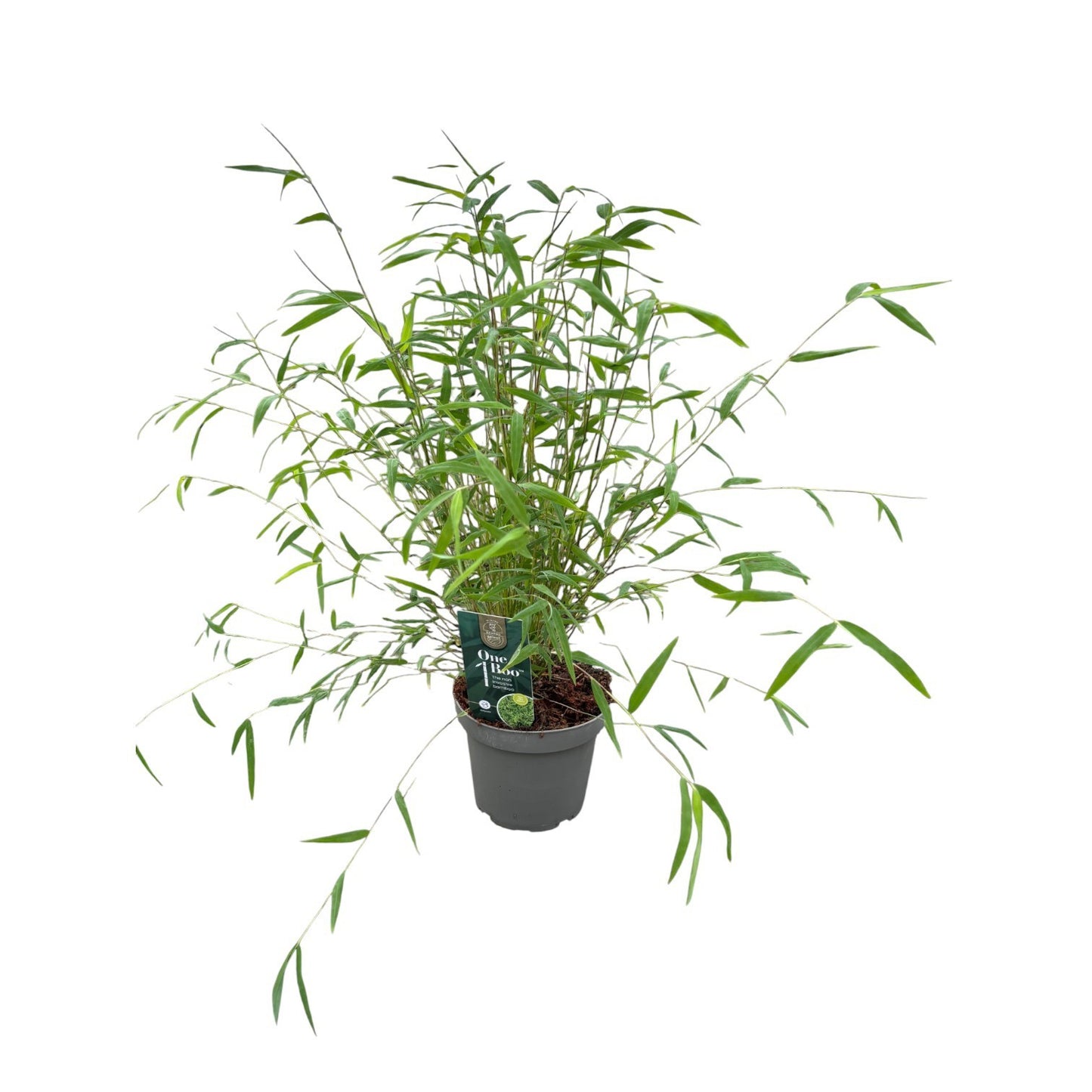 Fargesia 40cm 14cm Pot