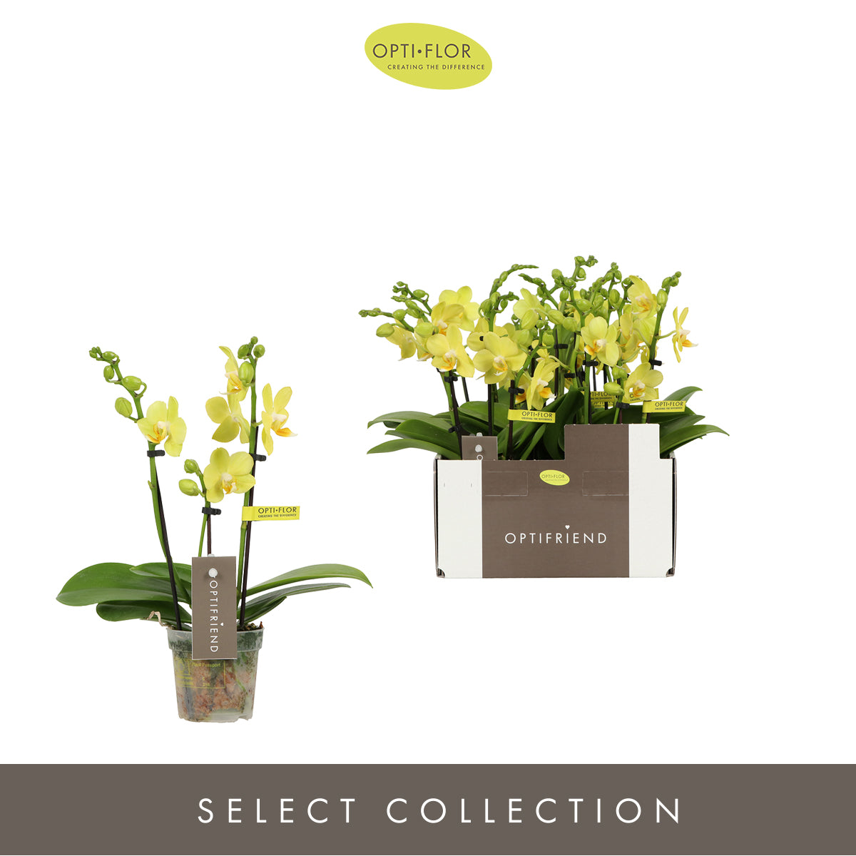 Phalaenopsis mf. Vayenne (+ drp.ceramic) 25cm 7cm Pot