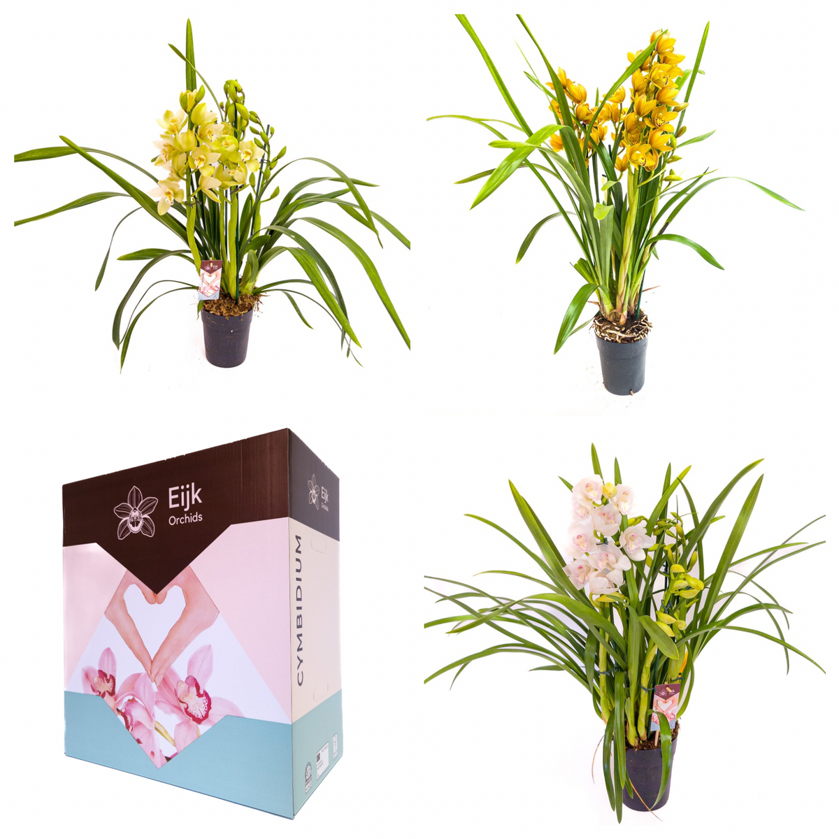 Cymbidium mix 75cm 14cm Pot