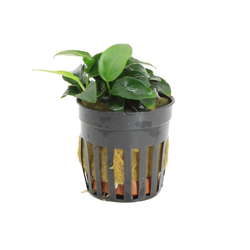 Anubias barteri 10cm 5cm Pot