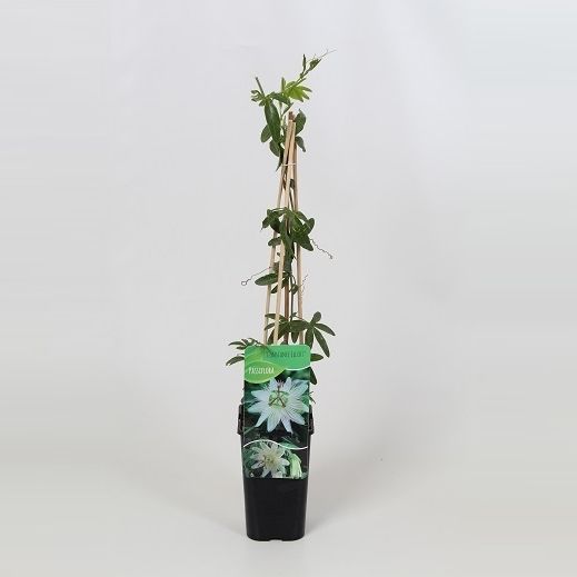 Passiflora Constance Elliot 60cm 14cm Pot
