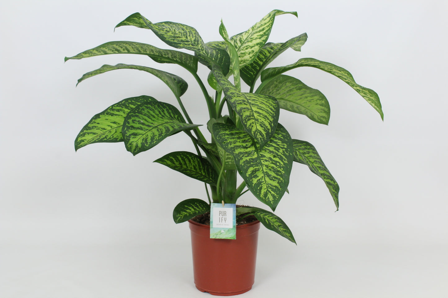 Elstgeest Potplanten Dieffenbachia Tropic Jewel Pack of 3