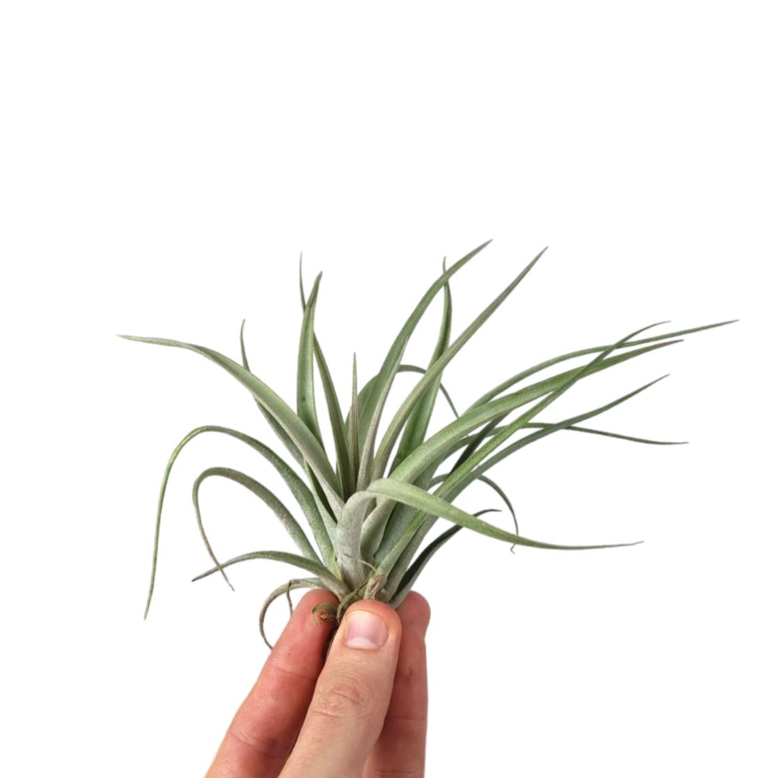 Tillandsia ionantha 15cm 12cm Pot