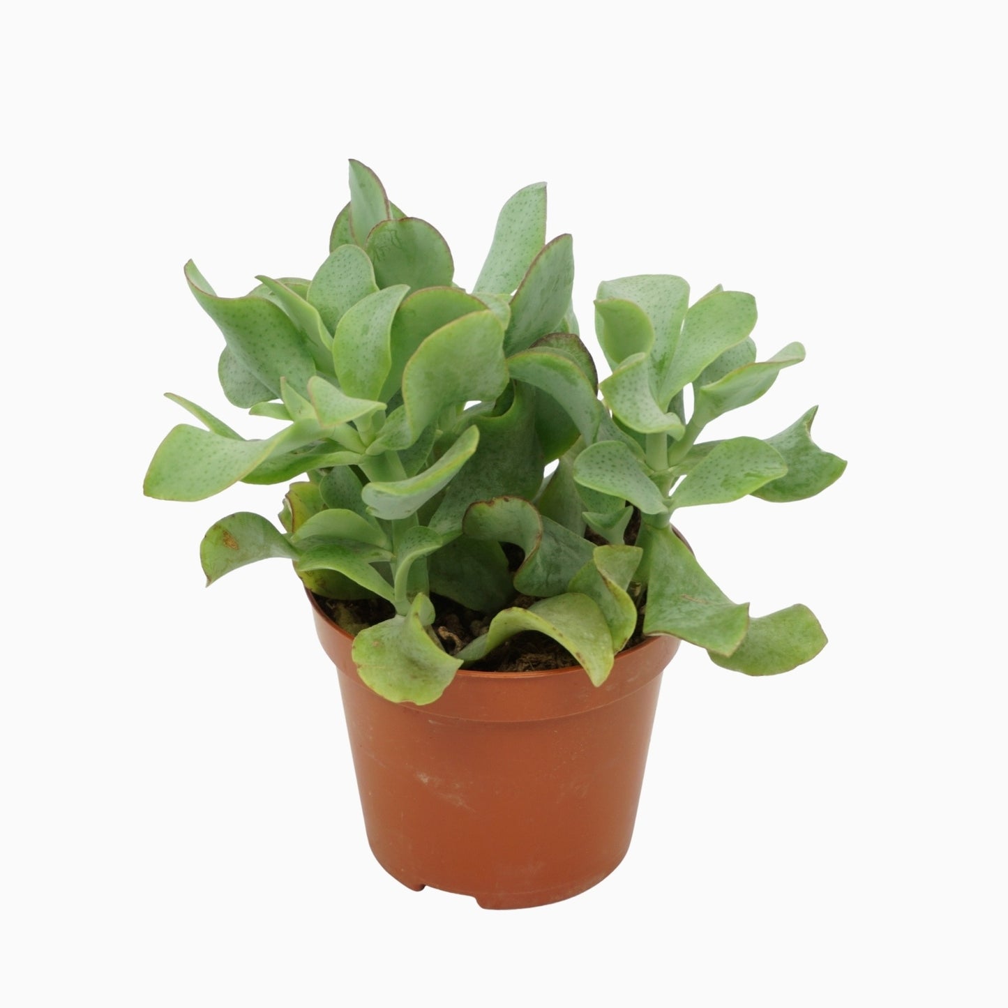 Ubink BV, hkw. Crassula Curly Pack of 12