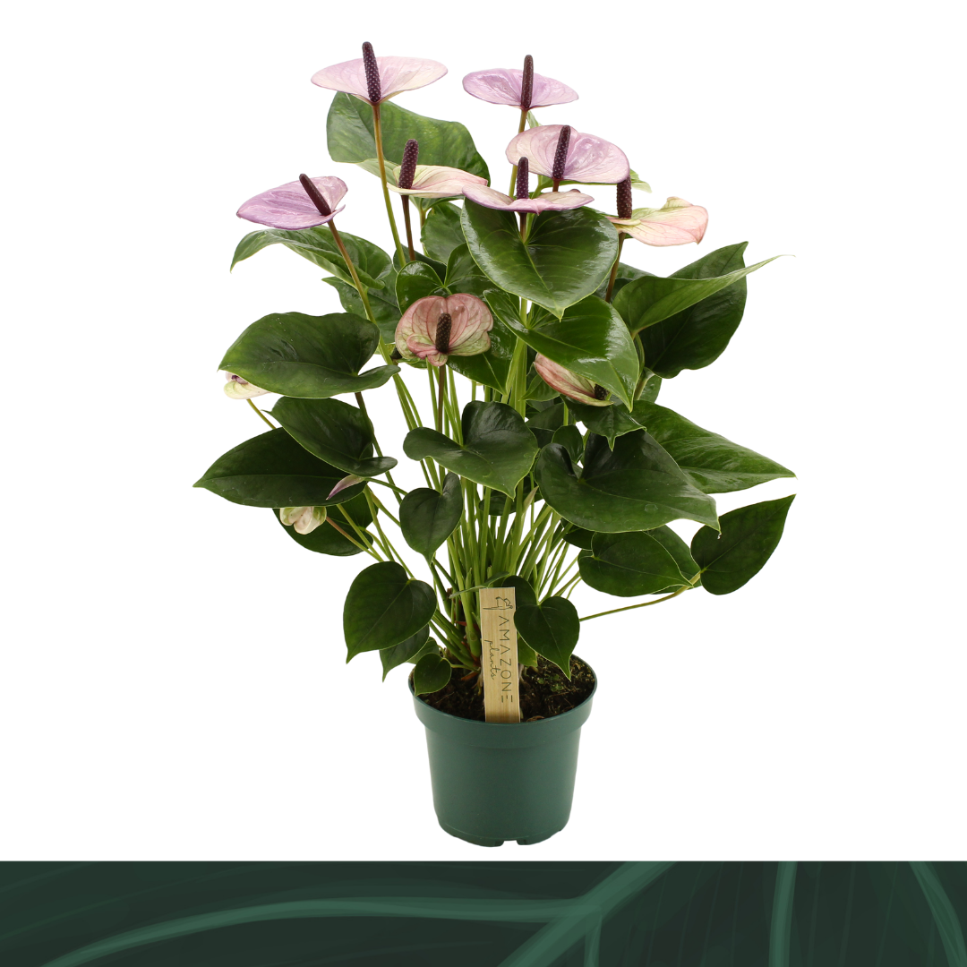 Anthurium Laguna 35cm 12cm Pot