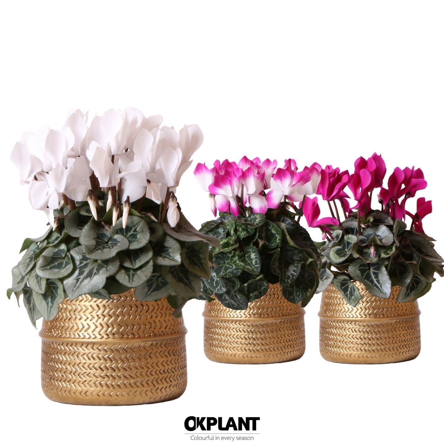 Cyclamen midi 25cm 12cm Pot