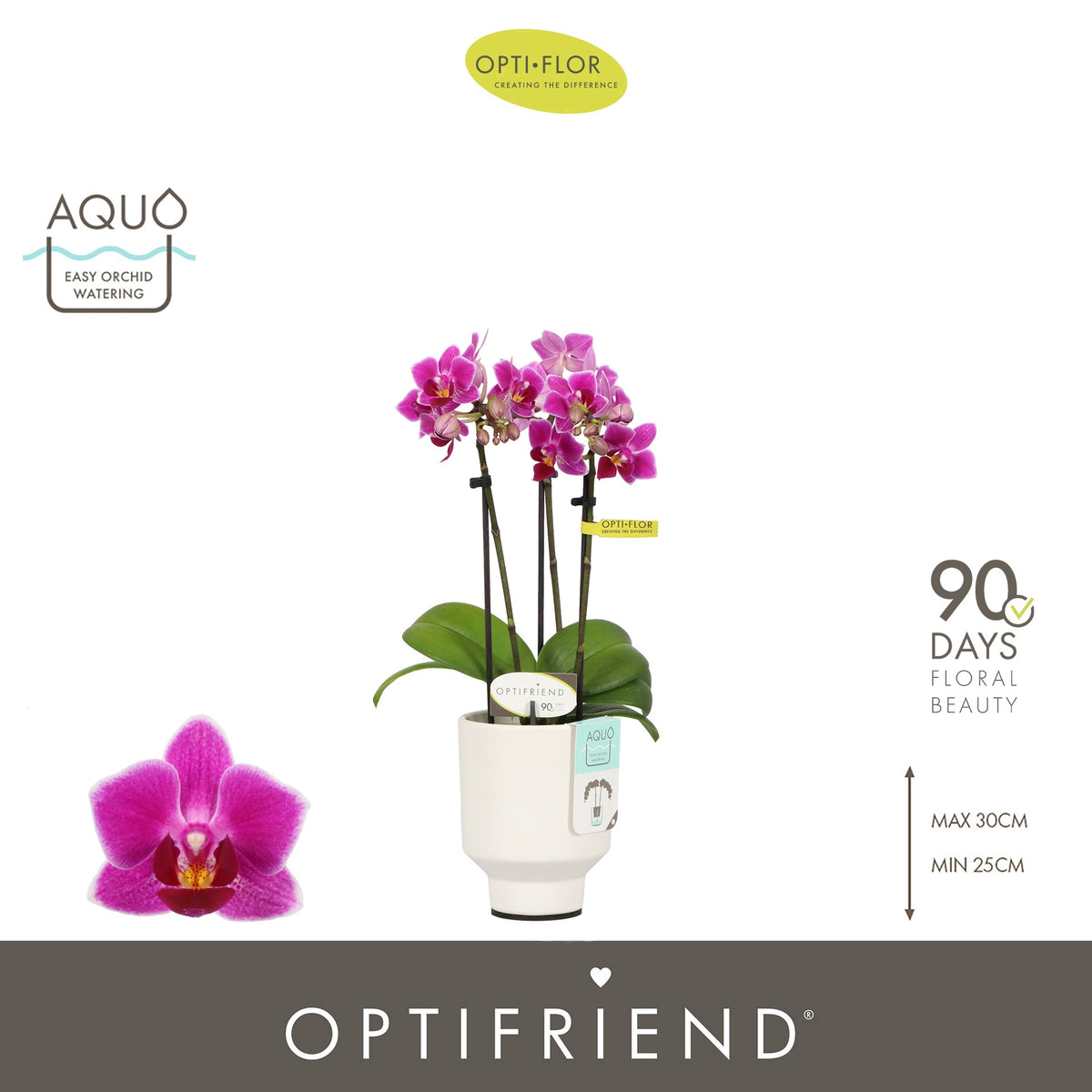 Phalaenopsis Purple 25cm 7cm Pot