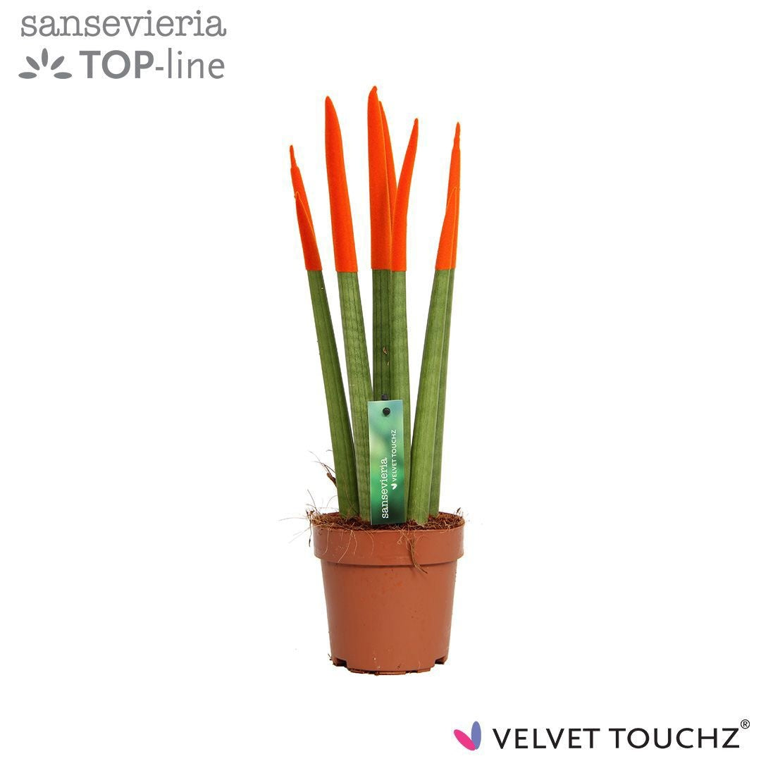 Sansevieria cylindrica 45cm 12cm Pot