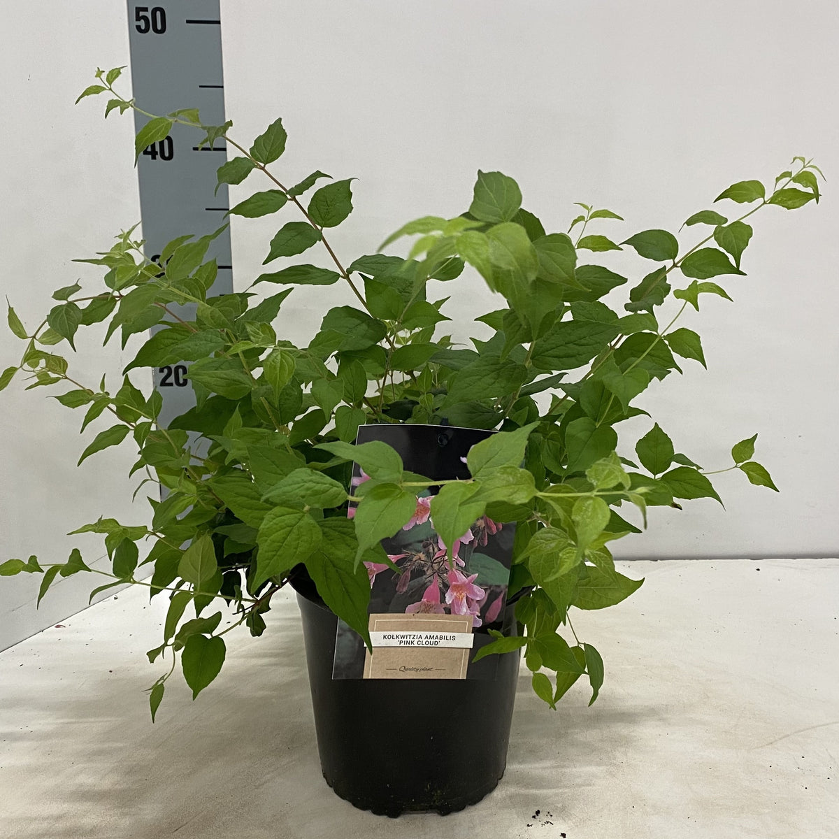 About Plants Zundert BV Kolkwitzia ama. Pink Cloud Pack of 1