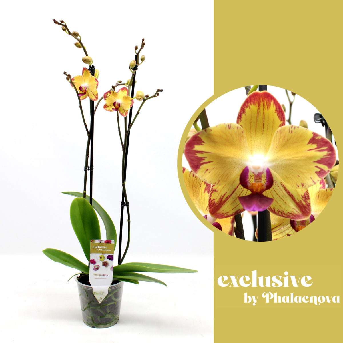 Phalaenopsis Papagayo 60cm 12cm Pot