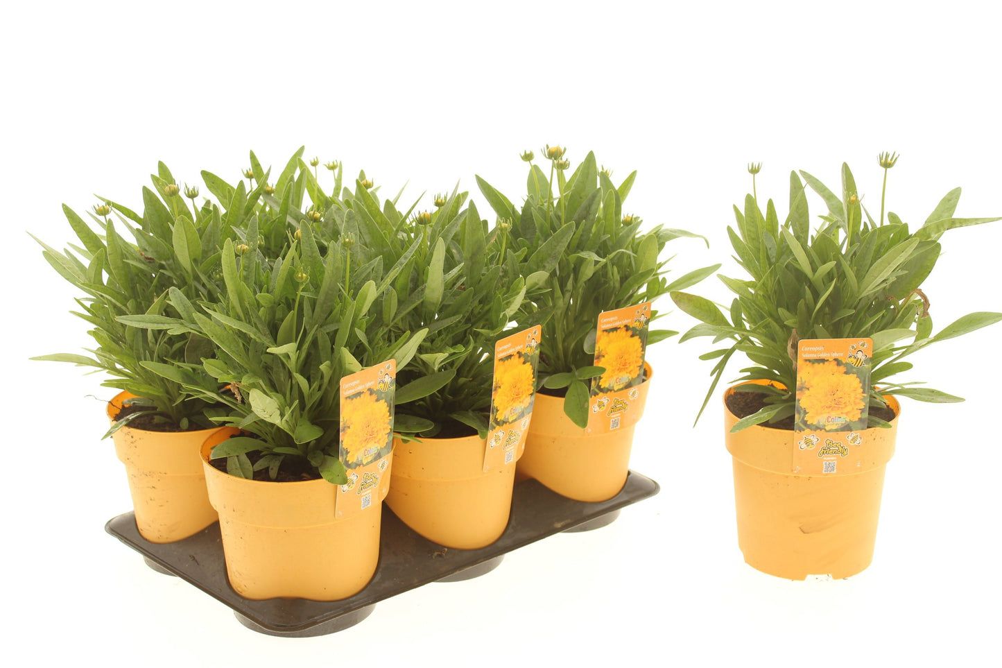 Coreopsis Solanna Golden Sphere 15cm 15cm Pot