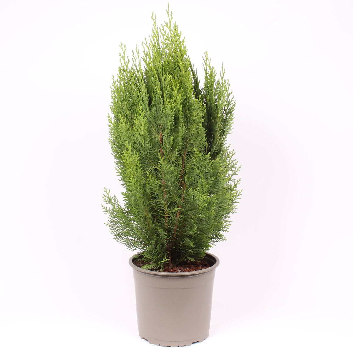Chamaecyparis Green Pillar 75cm 23cm Pot