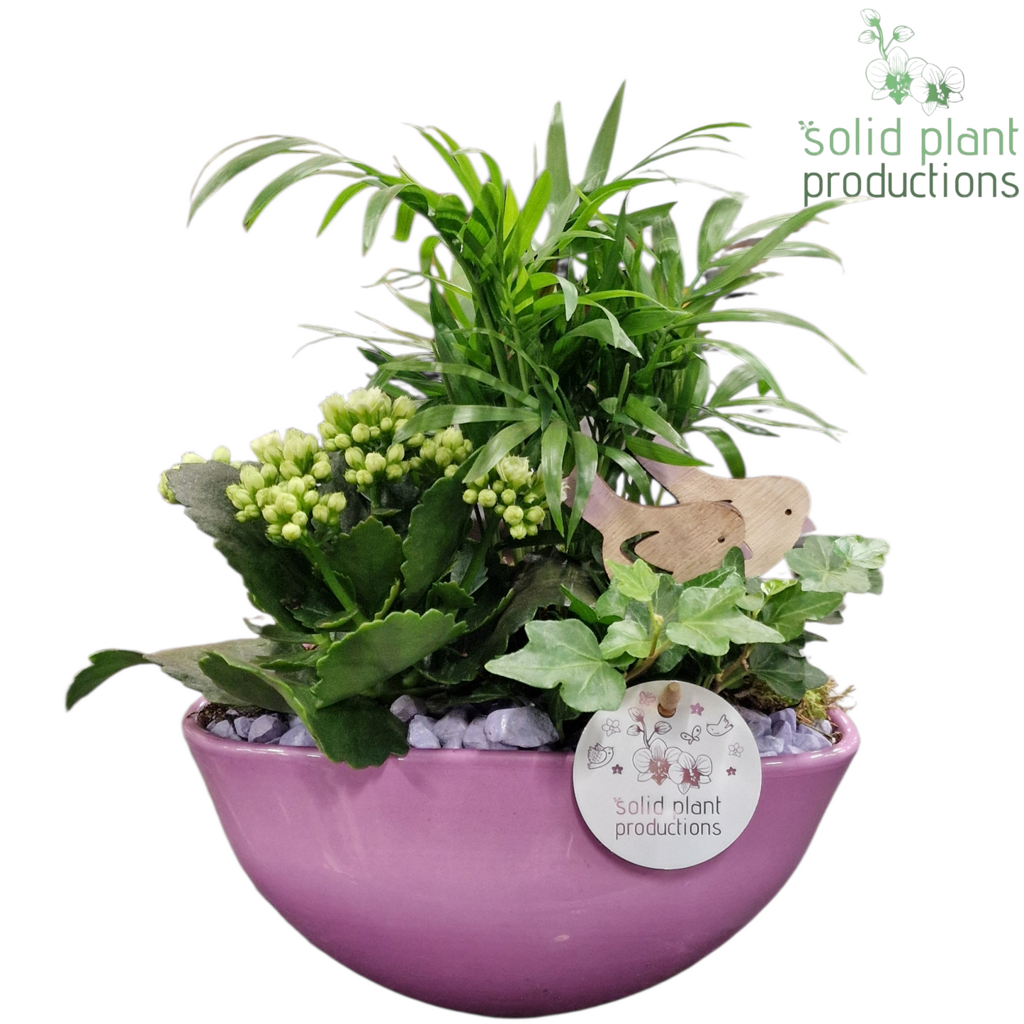 CH005 Evelyn Lila 35cm 22cm Pot