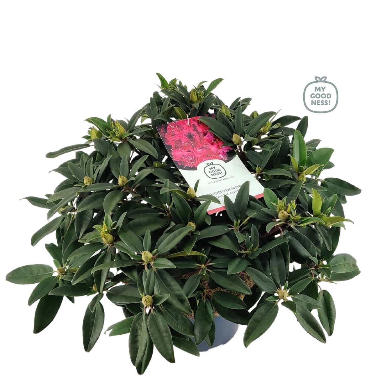 Rhododendron Nova Zembla 70cm 26cm Pot