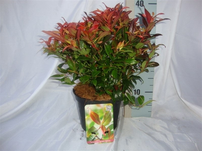 Roessel Tuinpl. VOF, B. v. Leucothoe Zeblid Pack of 6