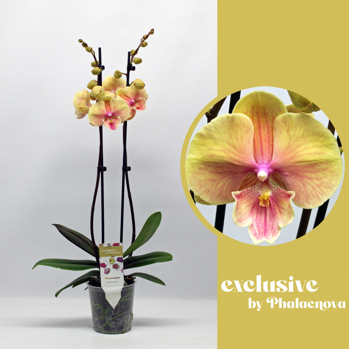 Phalaenopsis yellow 65cm 12cm Pot