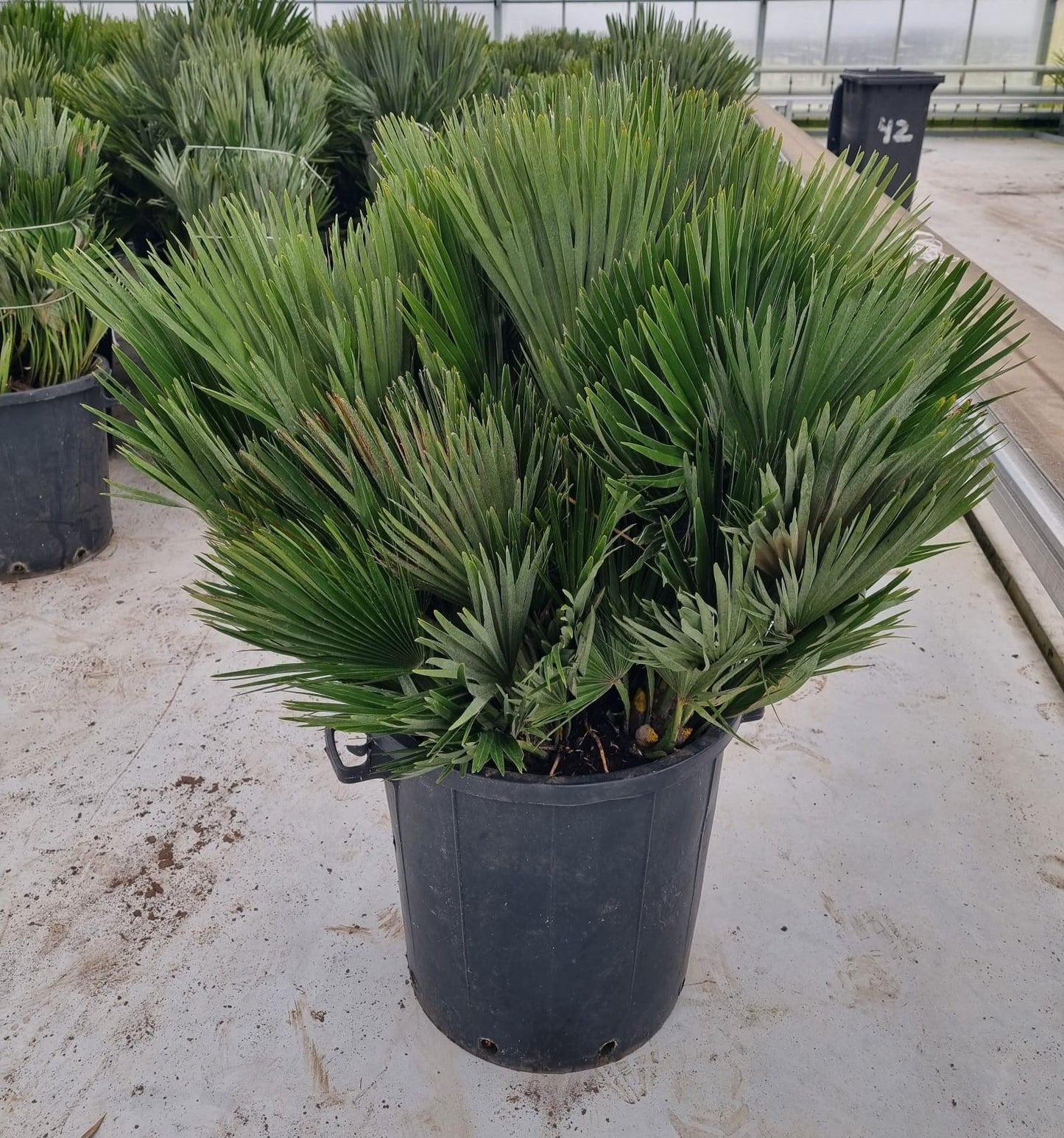 Chamaerops humilis 150cm 50cm Pot