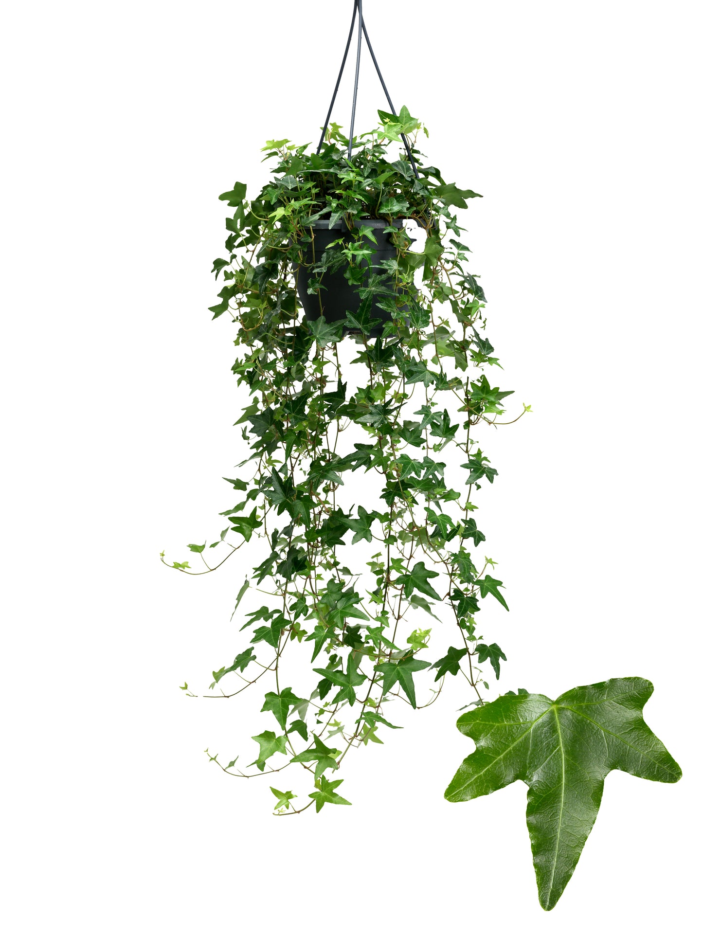 Hedera helix Jacobine basket 19cm Pot