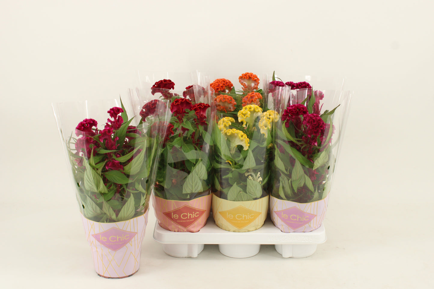 Celosia Twisted mix 40cm 14cm Pot