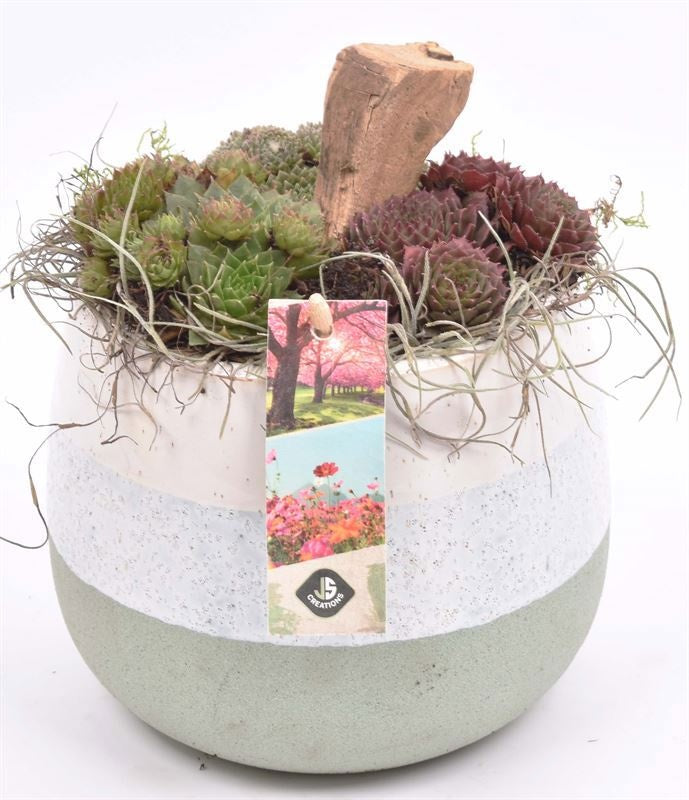 arr. Sempervivum 14cm Pot
