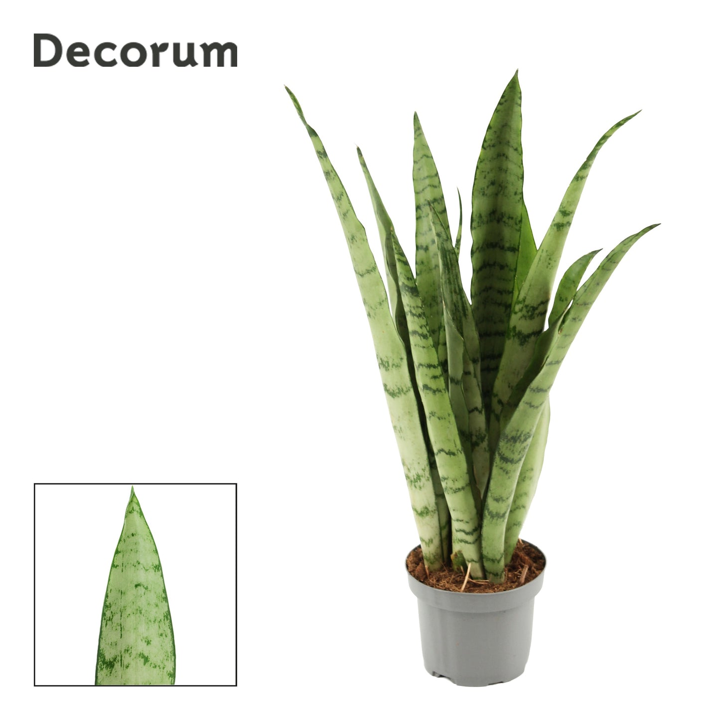 Sansevieria trifasciata 35cm 9cm Pot