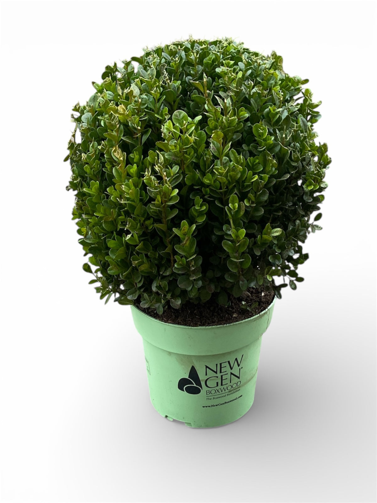 Buxus sempervirens 40cm 23cm Pot