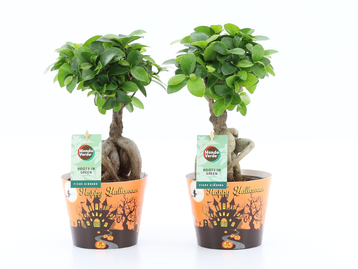 Ficus Ginseng 30cm 12cm Pot