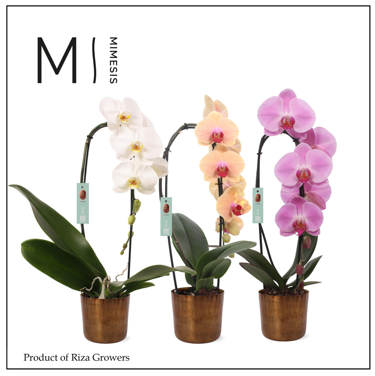 Phalaenopsis Hybrid 45cm 12cm Pot